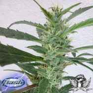 Flash Autoflowering Seeds Jamaican Berry SuperAuto F1